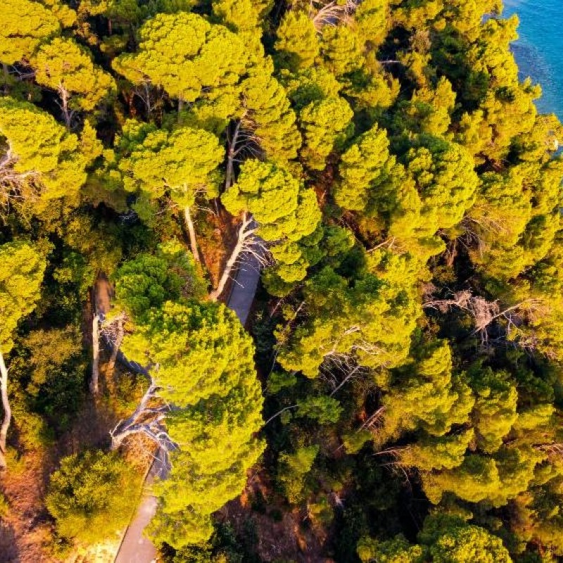 The Komrčar Forest Park