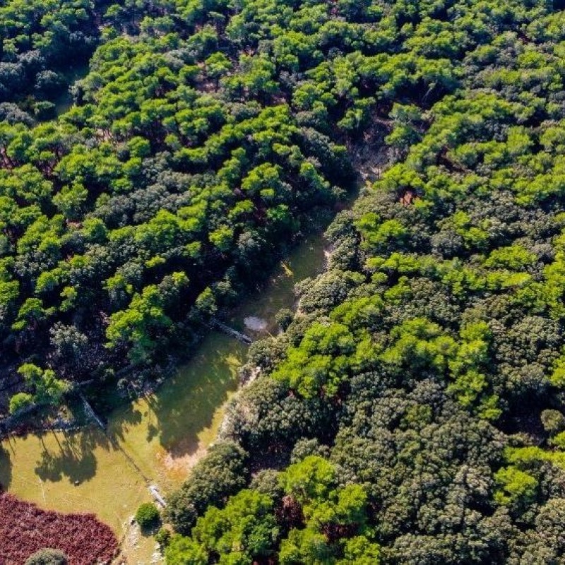 The Fruga Forest