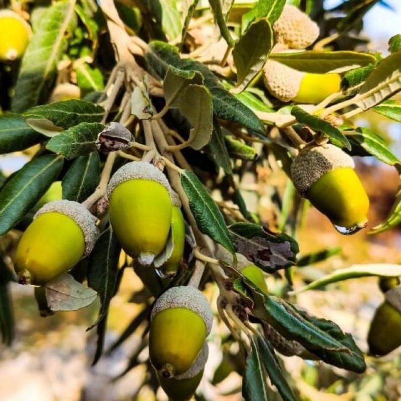 The Fruga Forest