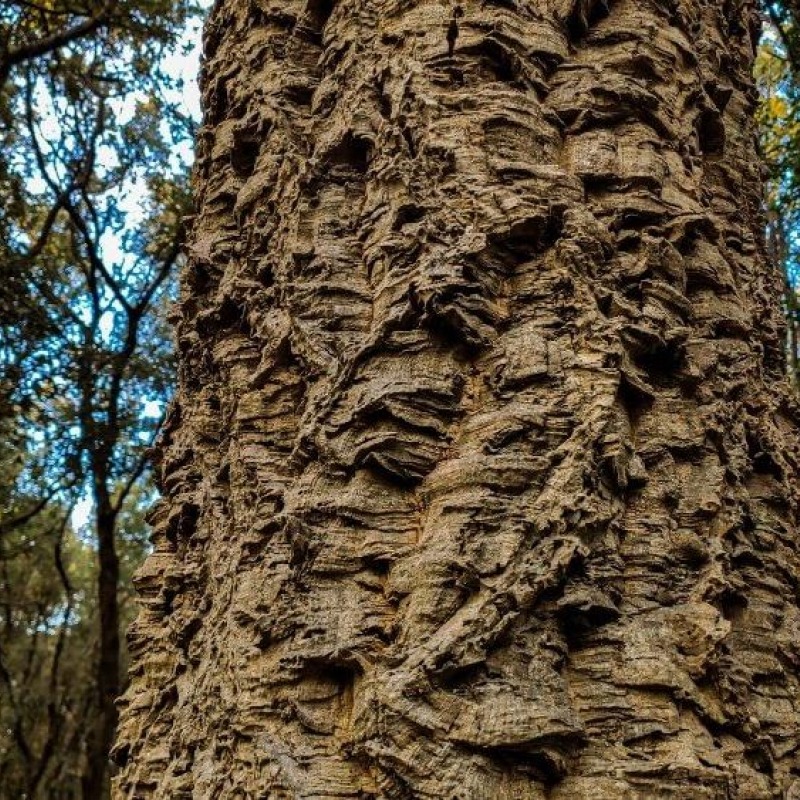 The Kalifront Forest