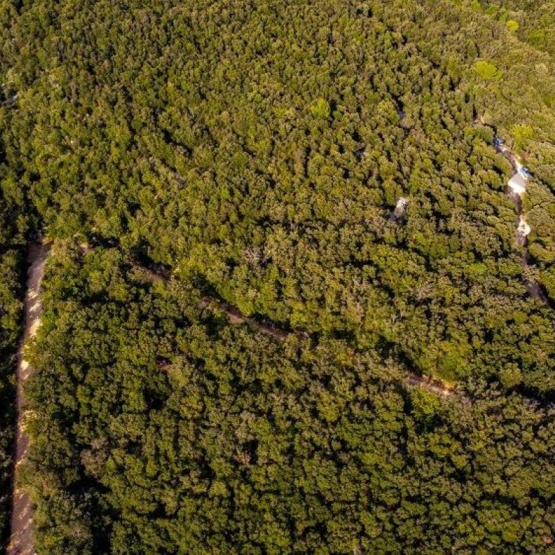 The Kalifront Forest