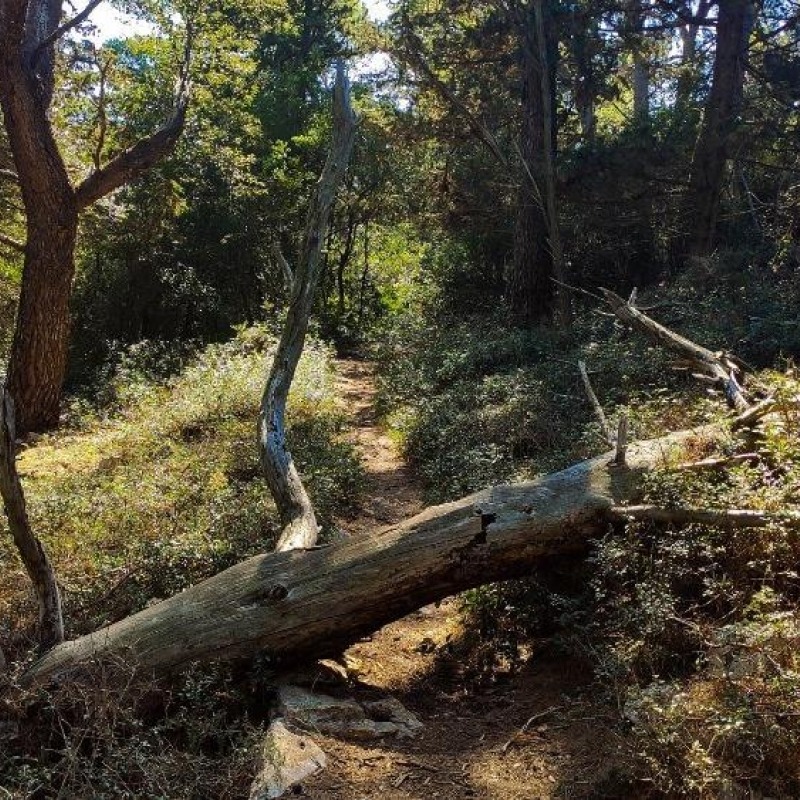 The Kalifront Forest