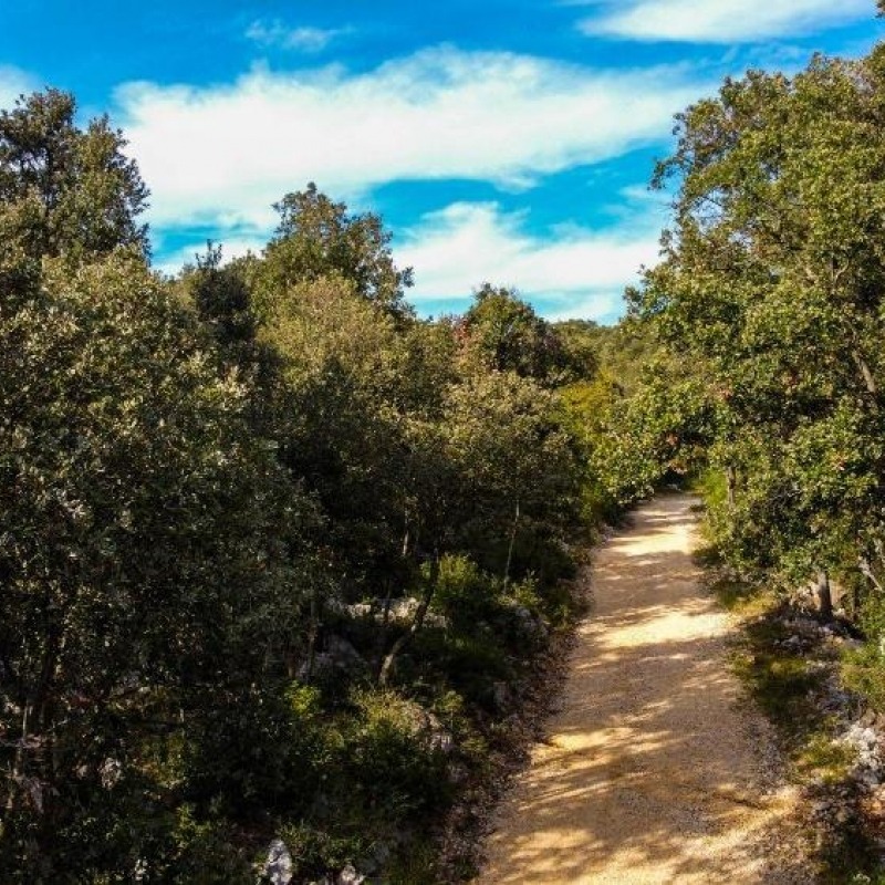 The Kalifront Forest