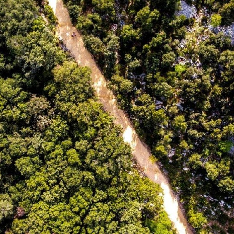 The Kalifront Forest