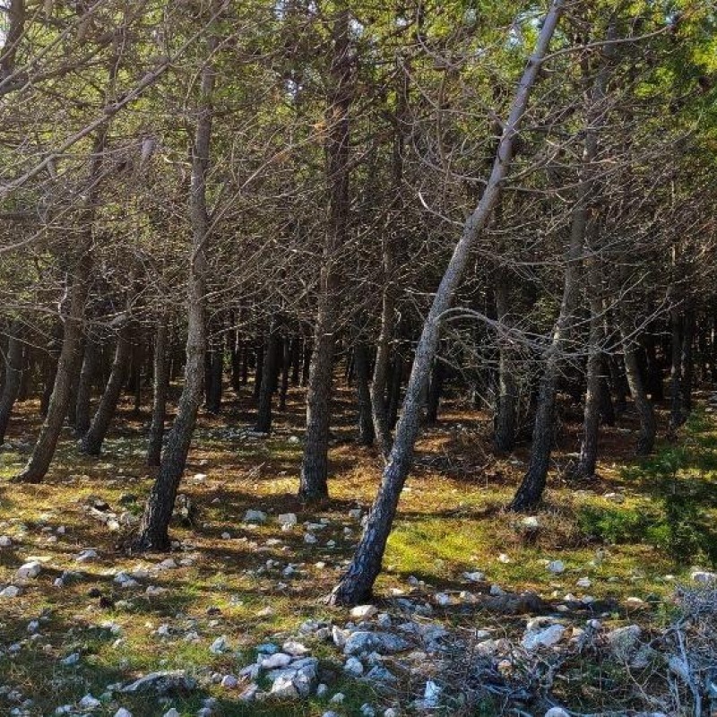 The Sorinj Forest