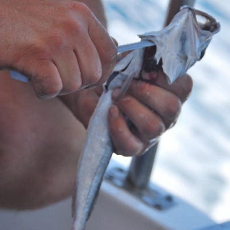 FISHING “KORDIKA”