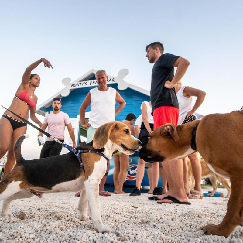 Dog-friendly beach