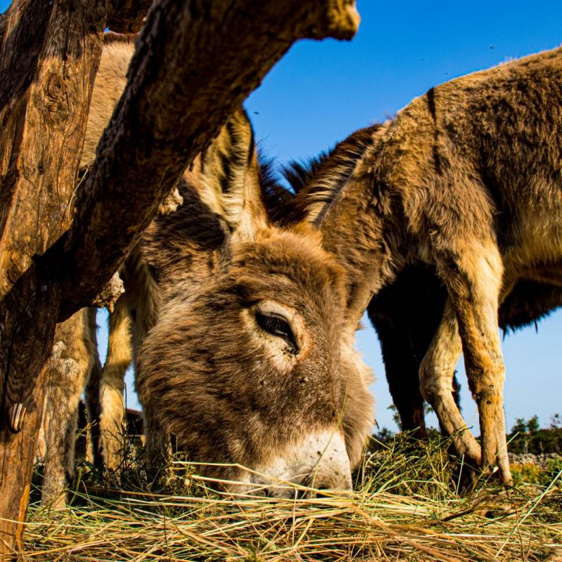 Donkey farm