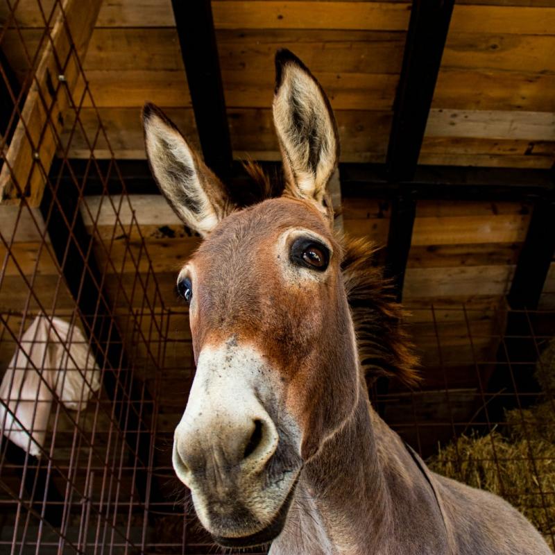 Donkey farm