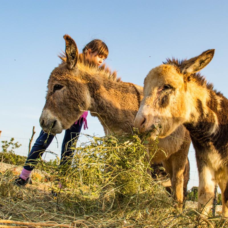 Donkey farm